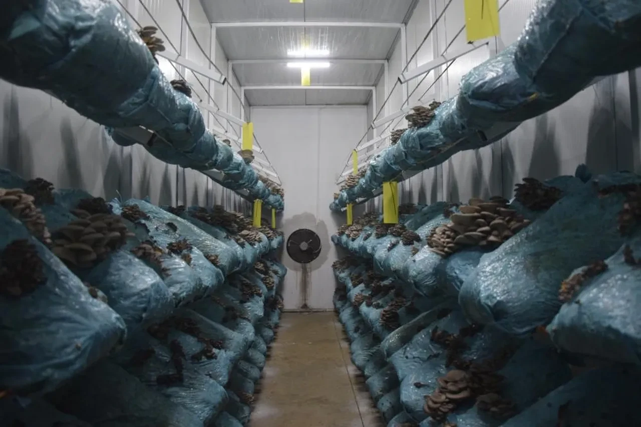 Avukattı hobi olarak başladı! Günde 1 tona yakın ürün elde ediyor