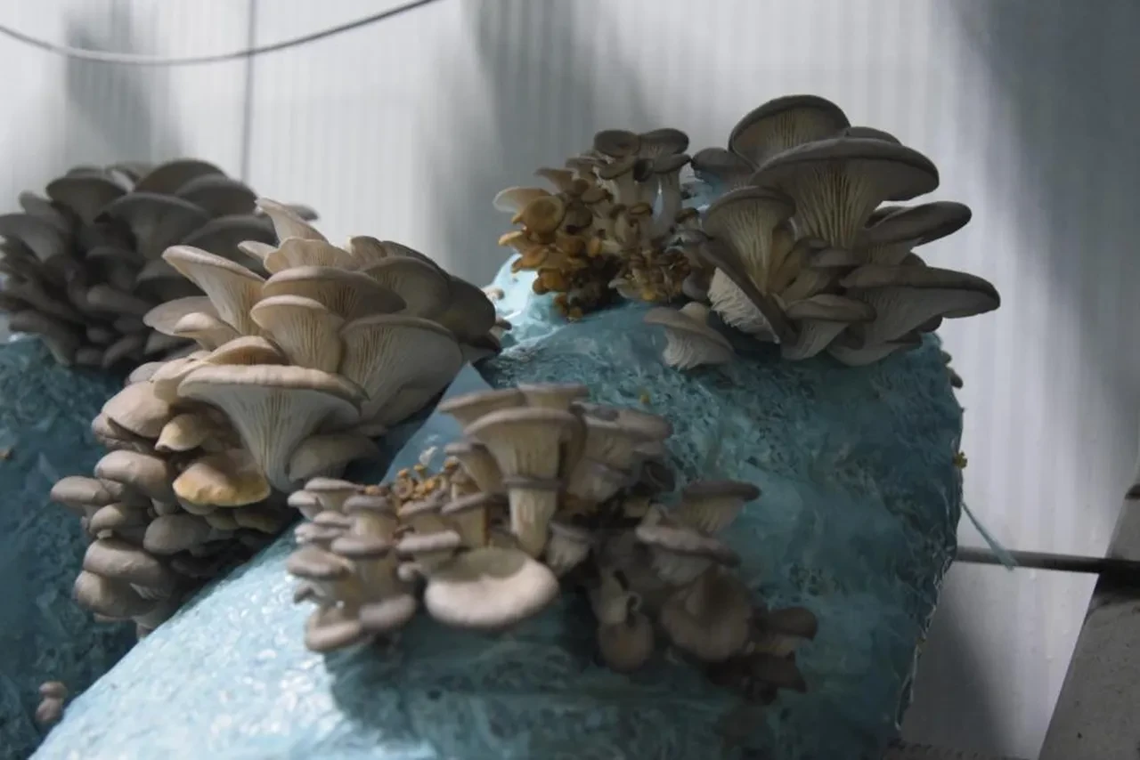 Avukattı hobi olarak başladı! Günde 1 tona yakın ürün elde ediyor