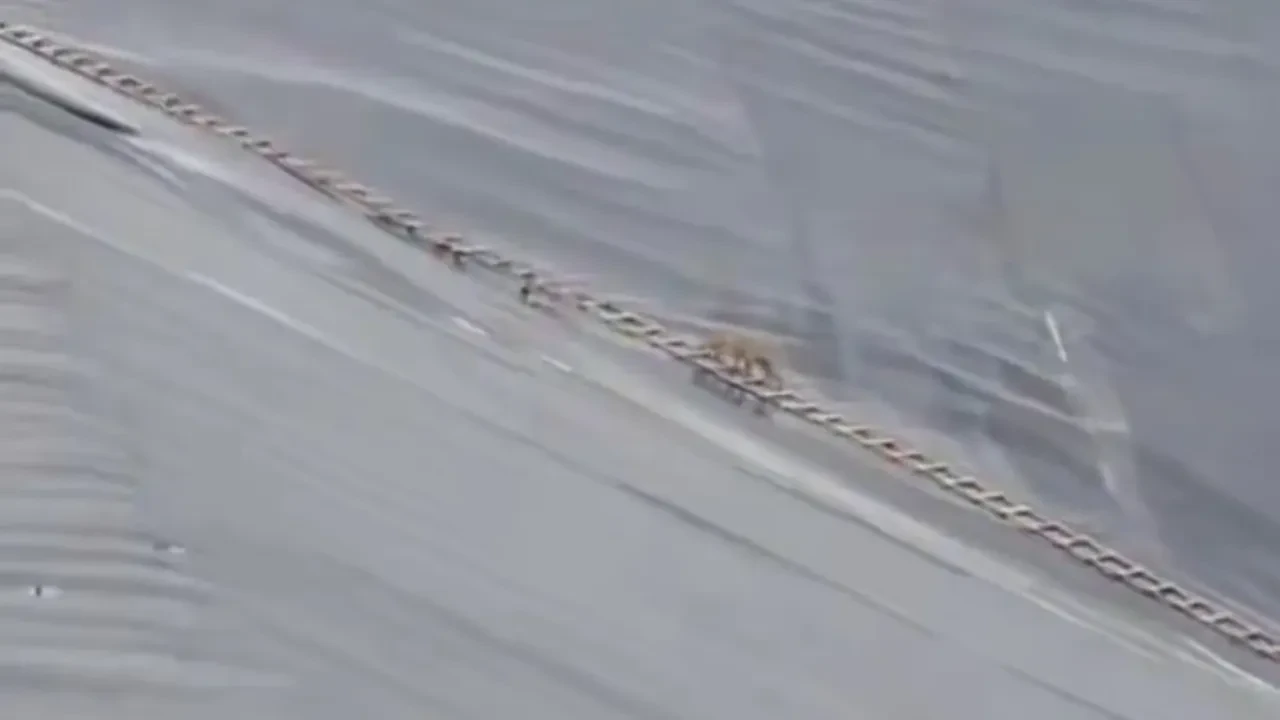 Çakal kurtarma operasyonu: Yapay gölete düştü, itfaiye merdiveniyle çıkabildi