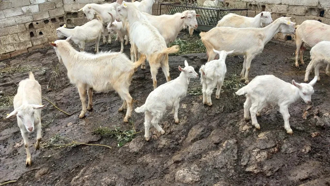 Hem sütüyle hem yavrularıyla rekortmen: Saanen keçi yetiştiricisinin yüzünü güldürdü