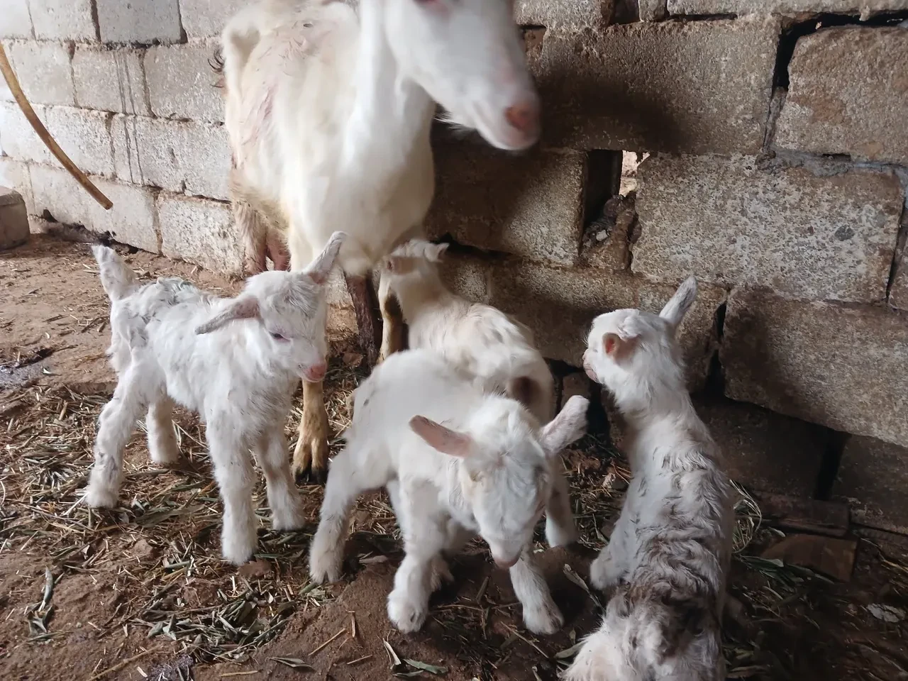 Hem sütüyle hem yavrularıyla rekortmen: Saanen keçi yetiştiricisinin yüzünü güldürdü