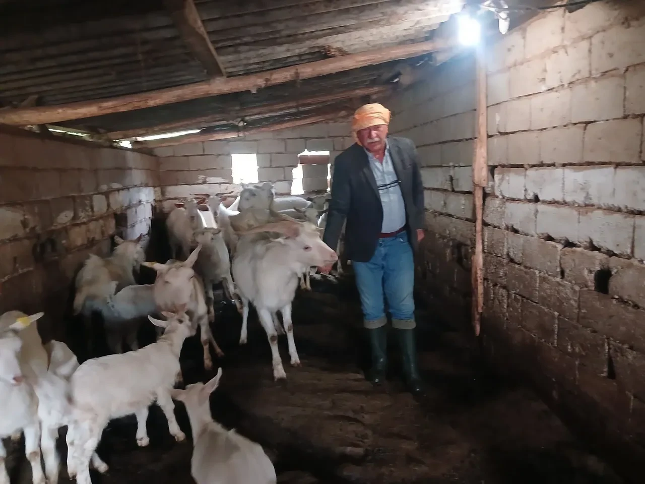 Hem sütüyle hem yavrularıyla rekortmen: Saanen keçi yetiştiricisinin yüzünü güldürdü