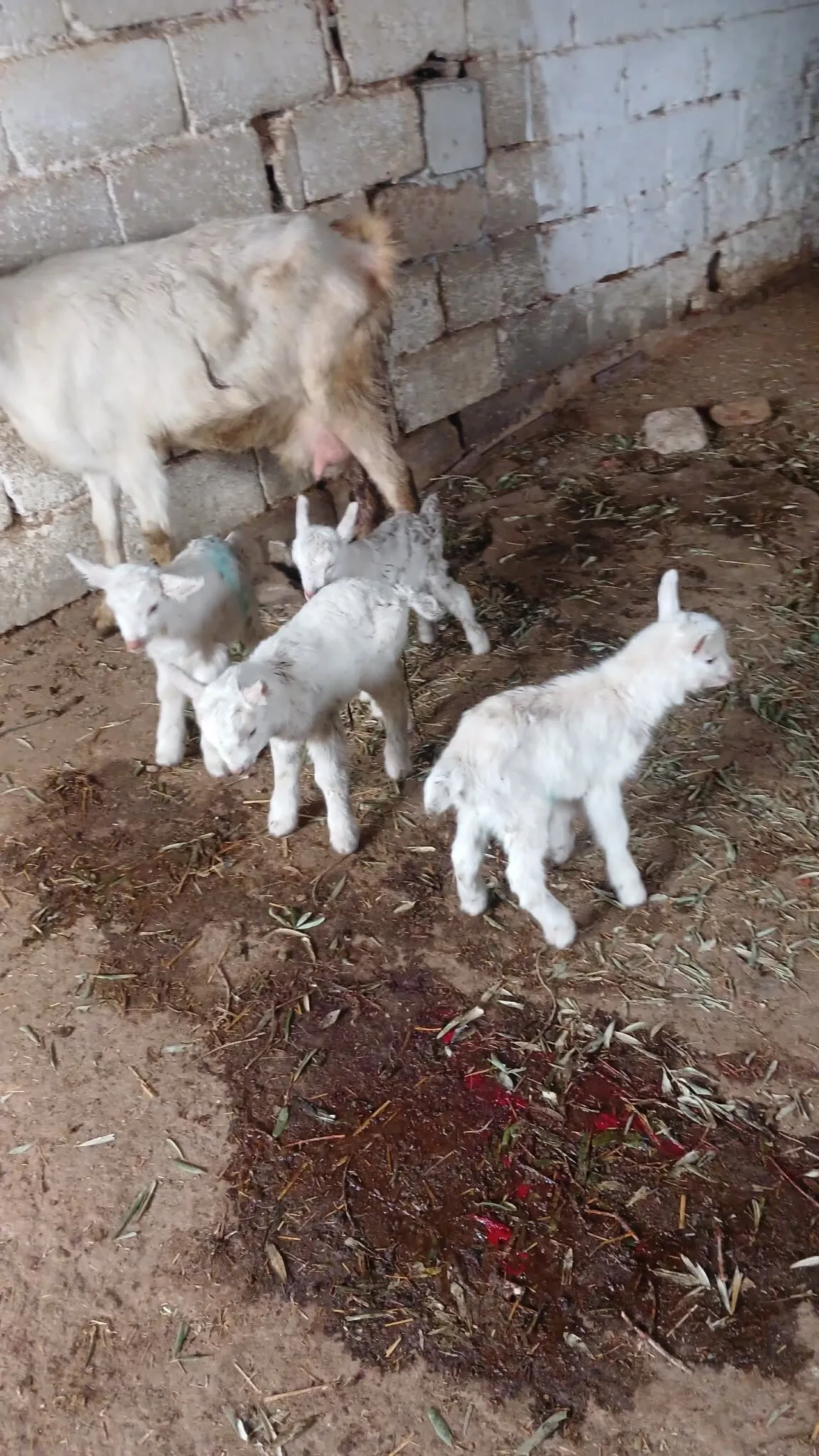 Hem sütüyle hem yavrularıyla rekortmen: Saanen keçi yetiştiricisinin yüzünü güldürdü
