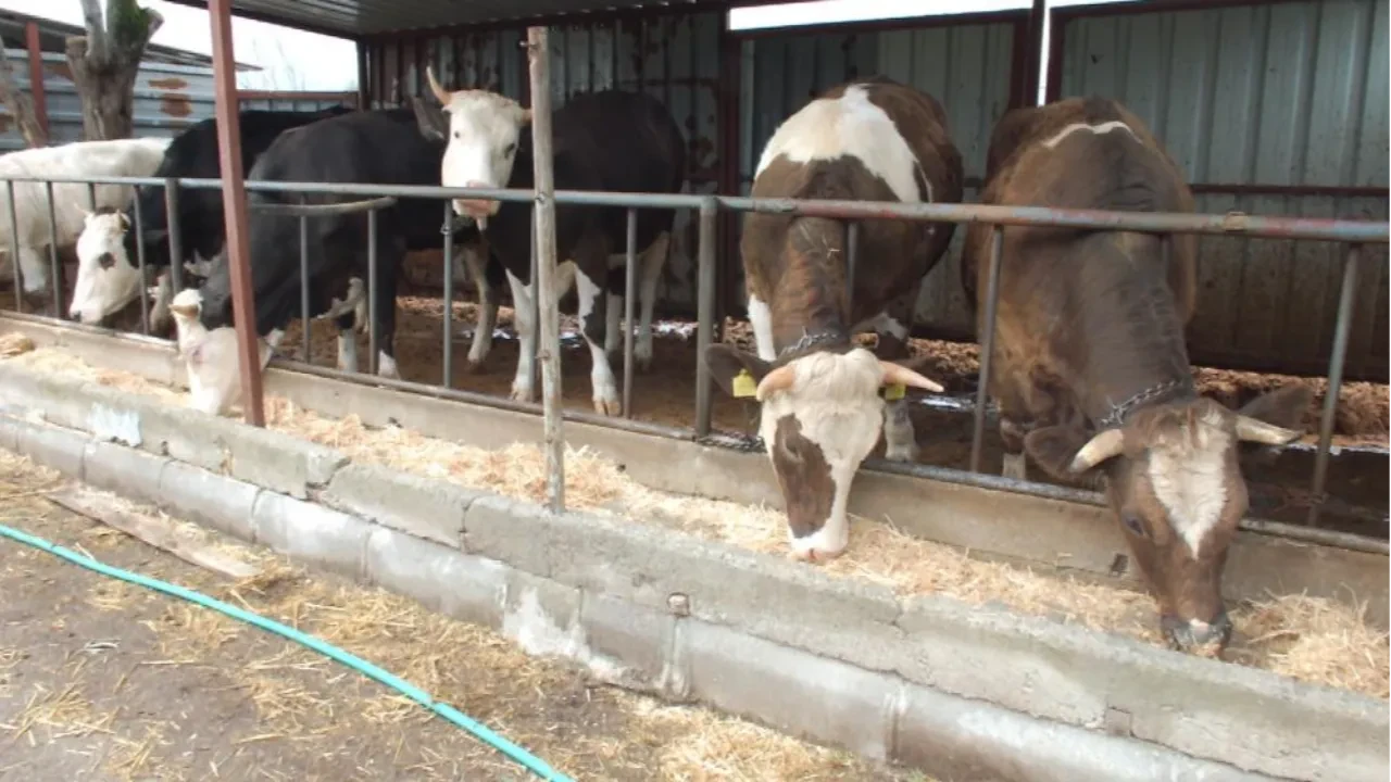 Kurbanlık satışları başladı! İlk fiyatlar belli oldu