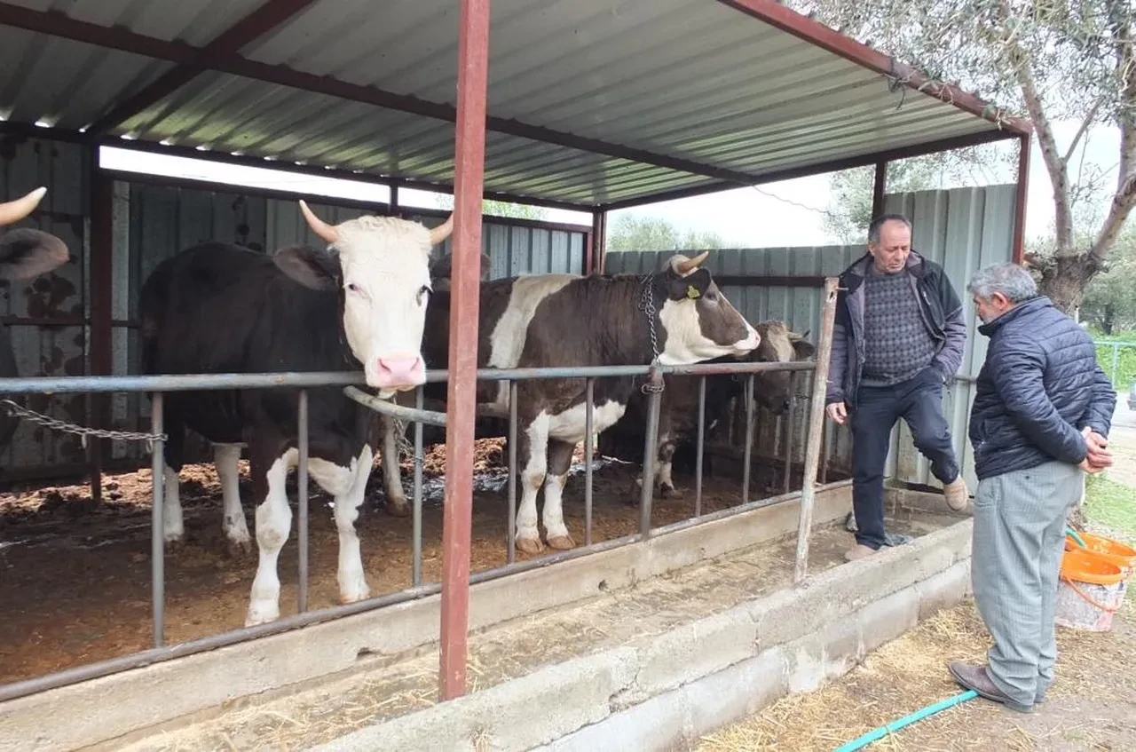 Kurbanlık satışları başladı! İlk fiyatlar belli oldu
