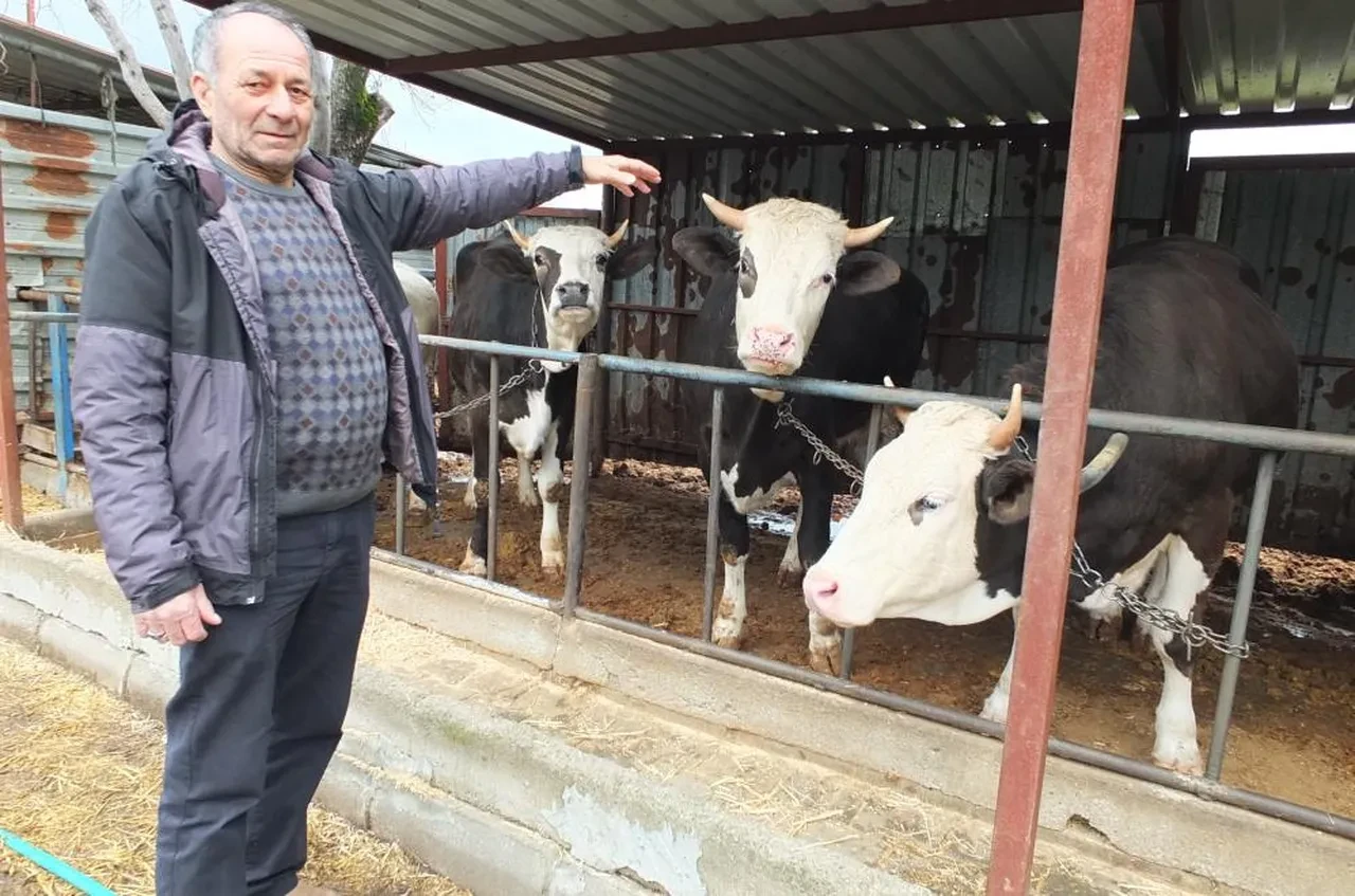 Kurbanlık satışları başladı! İlk fiyatlar belli oldu