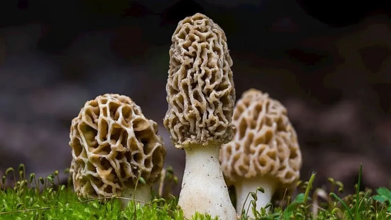 kuzugöbeği mantarı