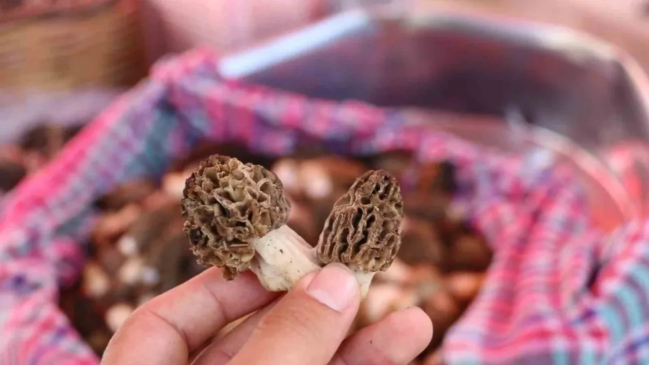 Kuzugöbeği mantarı