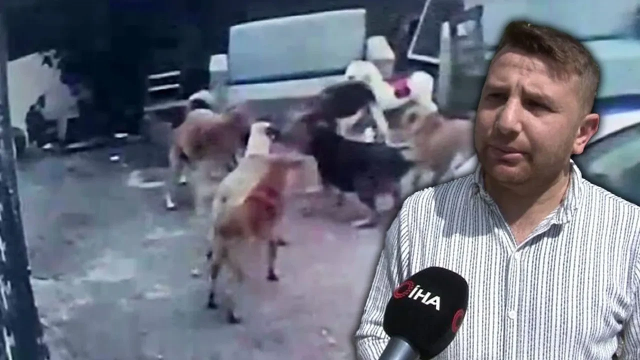 Başıboş sokak köpeği dehşeti bitmiyor! Korkudan çocuğunu okuldan aldı