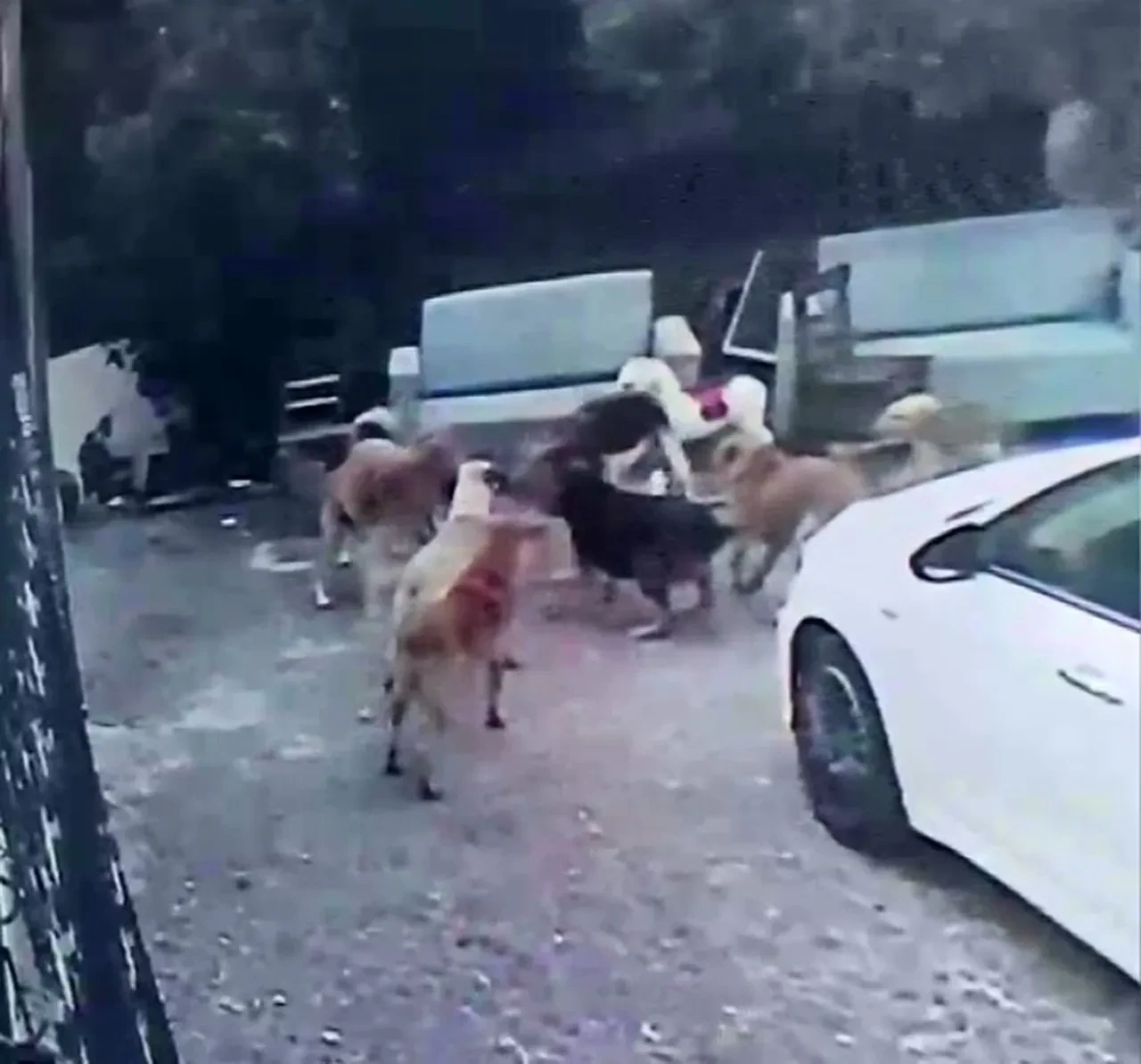 Başıboş sokak köpeği dehşeti bitmiyor! Korkudan çocuğunu okuldan aldı