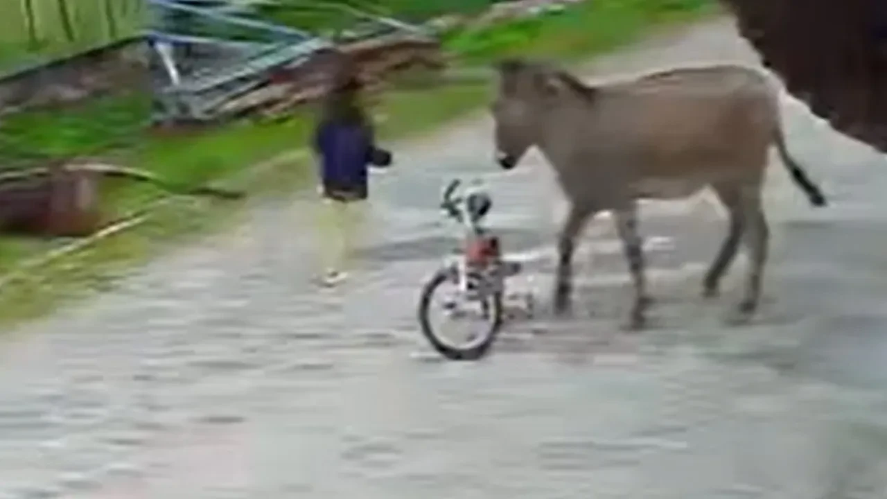 Eşeğin saldırısına uğrayan küçük çocuk ölümden döndü! İşte kabus anları