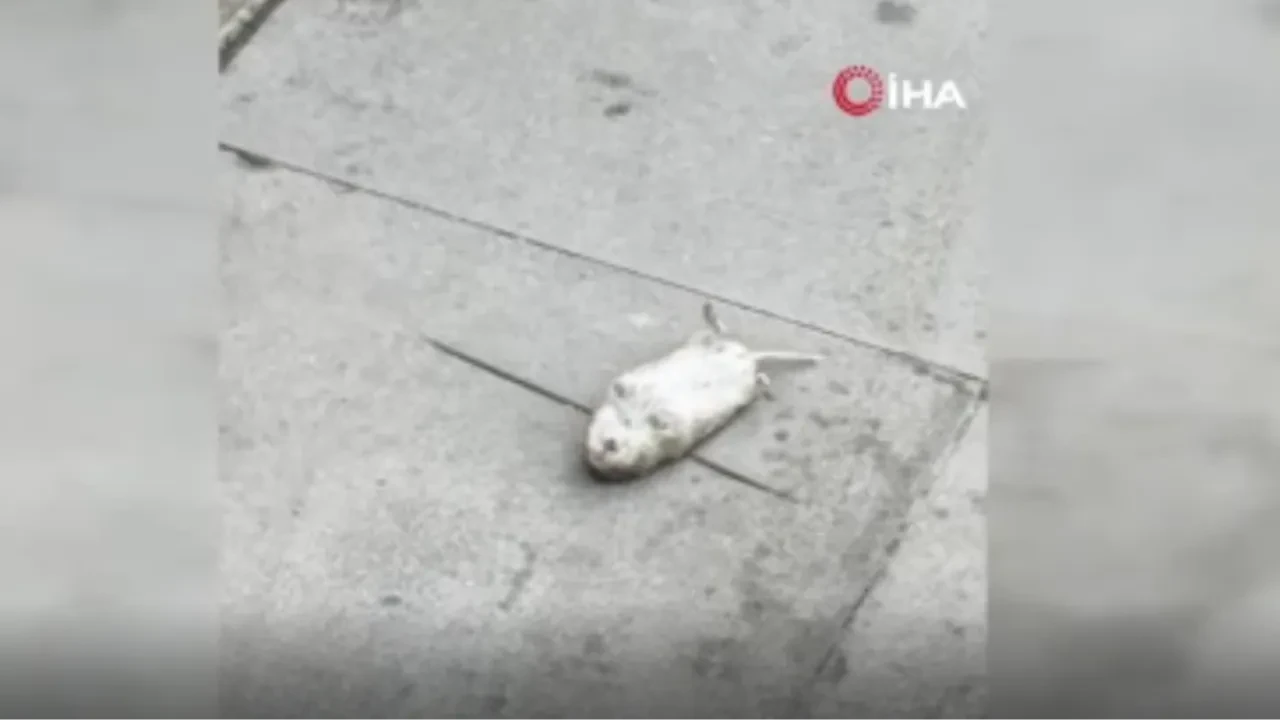 Farenin oscarlık performansı: Kediden kurtulmak için ölü numarası yaptı