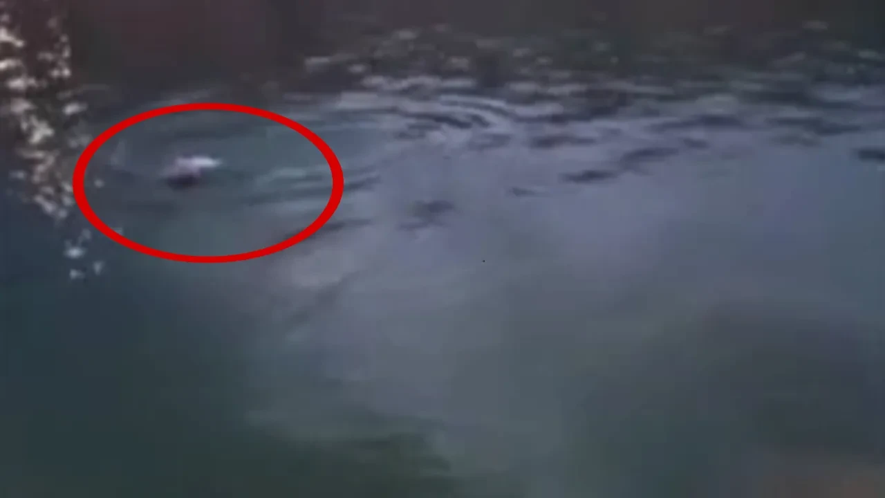 Gölete giren şahsın boğulma anı kamerada