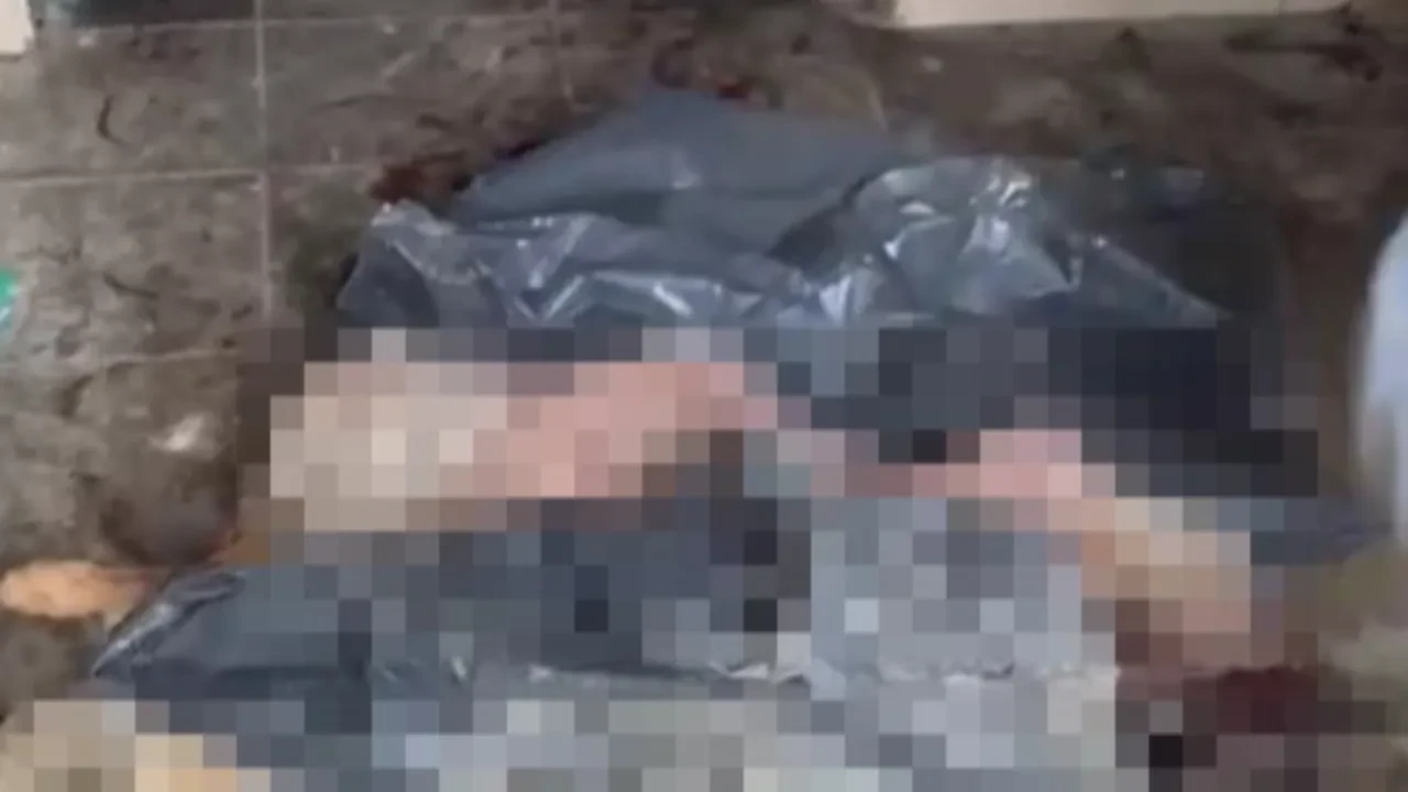 Bozüyük'te bir barınak skandalı daha! Yeni ölmüş köpek ve kediler bulundu