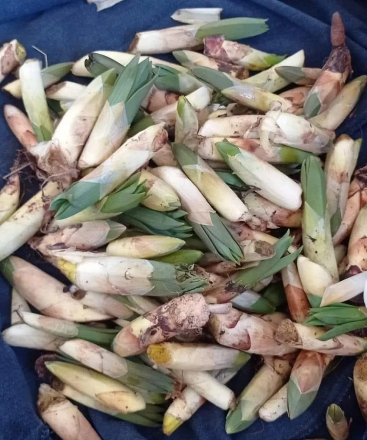 Dağlarda kendi kendine yetişiyor! Günde 21 bin lira kazandırıyor