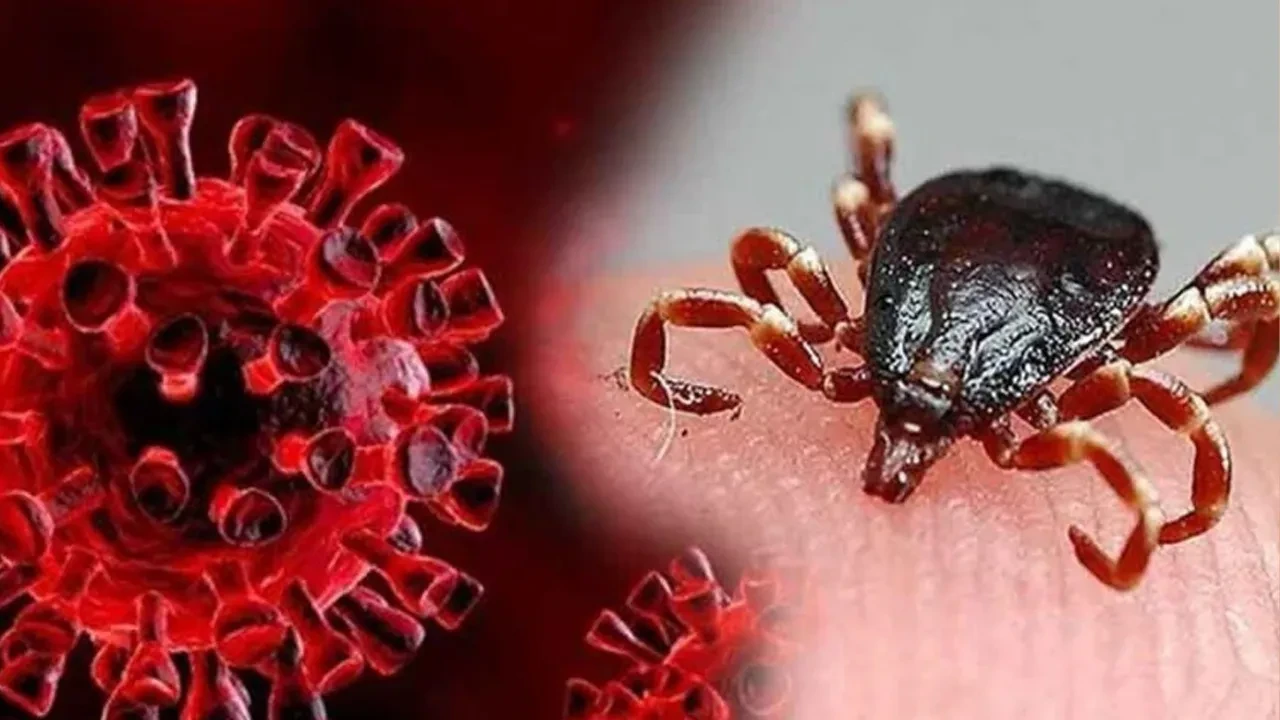 Kene kabusu daha güçlü geri dönüyor! Uzman isim uyardı: Bu yaz daha fazla olacak