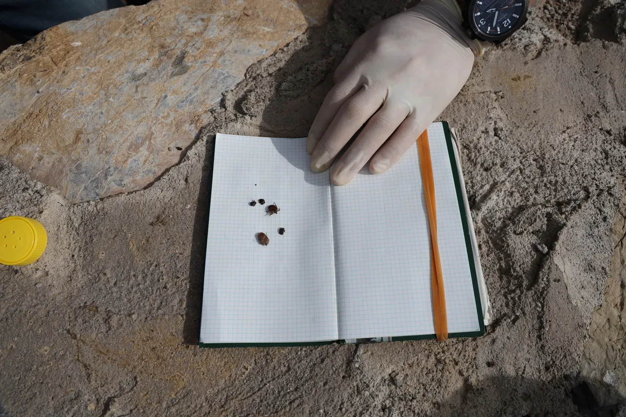 Kene kabusu daha güçlü geri dönüyor! Uzman isim uyardı: Bu yaz daha fazla olacak