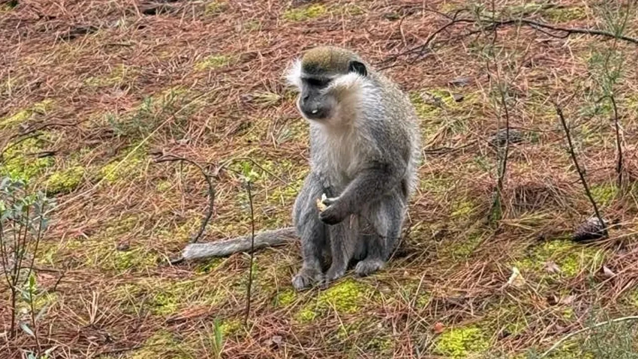 Mantar toplamaya gittiği ormanda maymun buldu! Simitle besleyip oyalamaya çalıştı 
