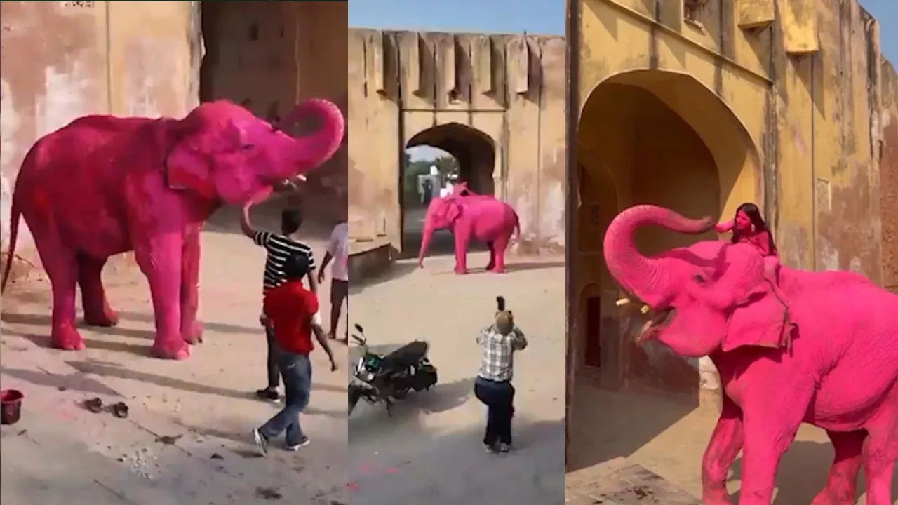 Pembe fili görenler isyan etti, sosyal medya ayağa kalktı