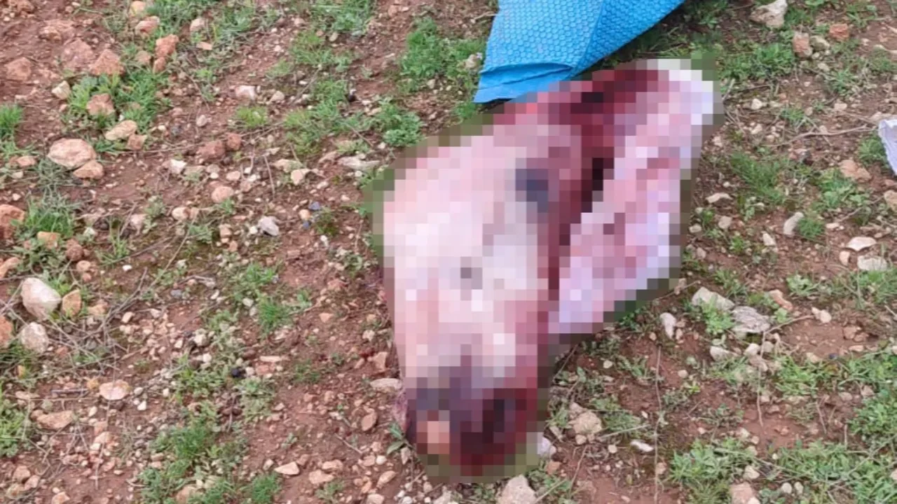 Şanlıurfa'da skandal görüntüler: Boş arazide kesilmiş at kafası ve parçaları bulundu!