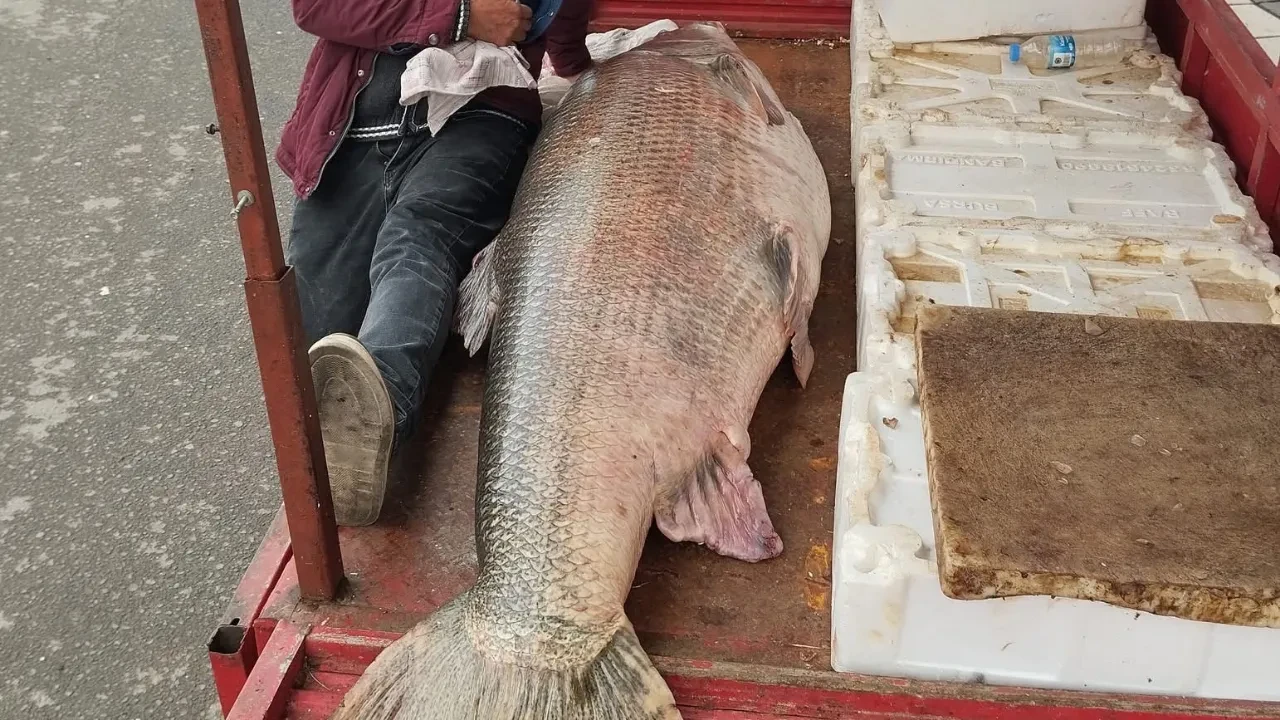 Tezgahın boyunu aştı, tartı zor dayandı: 120 kiloluk turna balığı görenleri hayrete düşürdü!