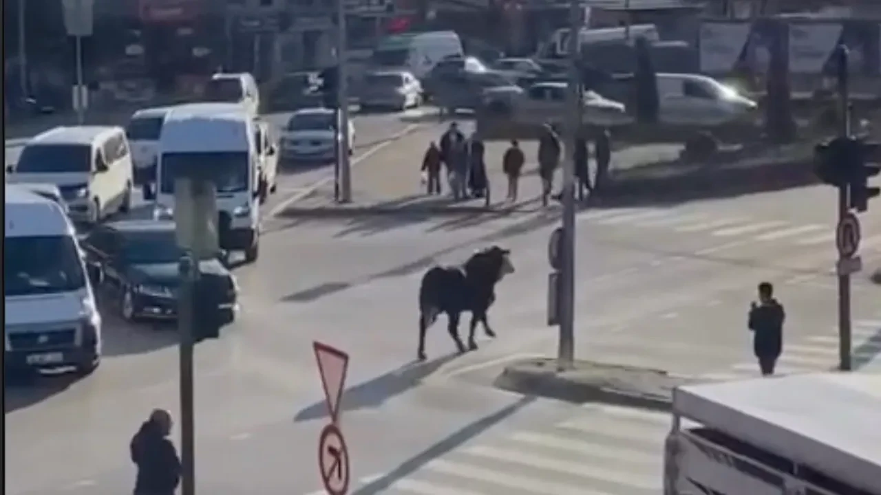 Kaçan boğa metrelerce koştu, Bursa’da trafik kilitlendi