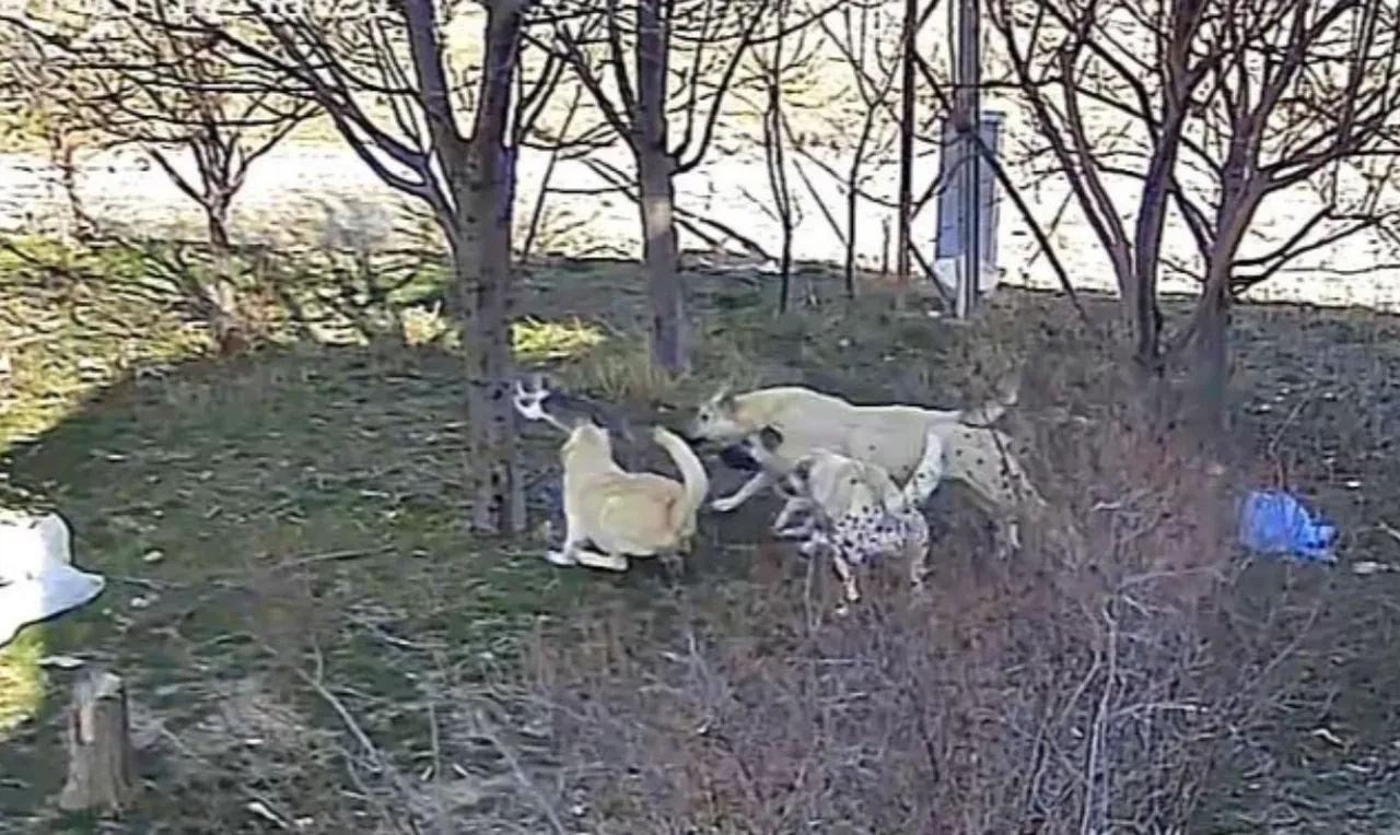 Başıboş köpek dehşeti! Kediyi öldürdükleri anlar kamerada