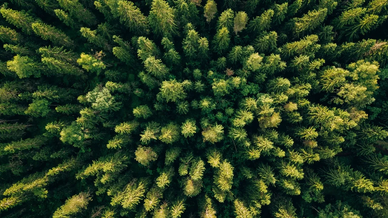 Ahtapotların 3 kalbi, muzların radyasyon yayması... Okudukça ufkunuzu iki katına çıkaracak dünyanın en ilginç bilgileri