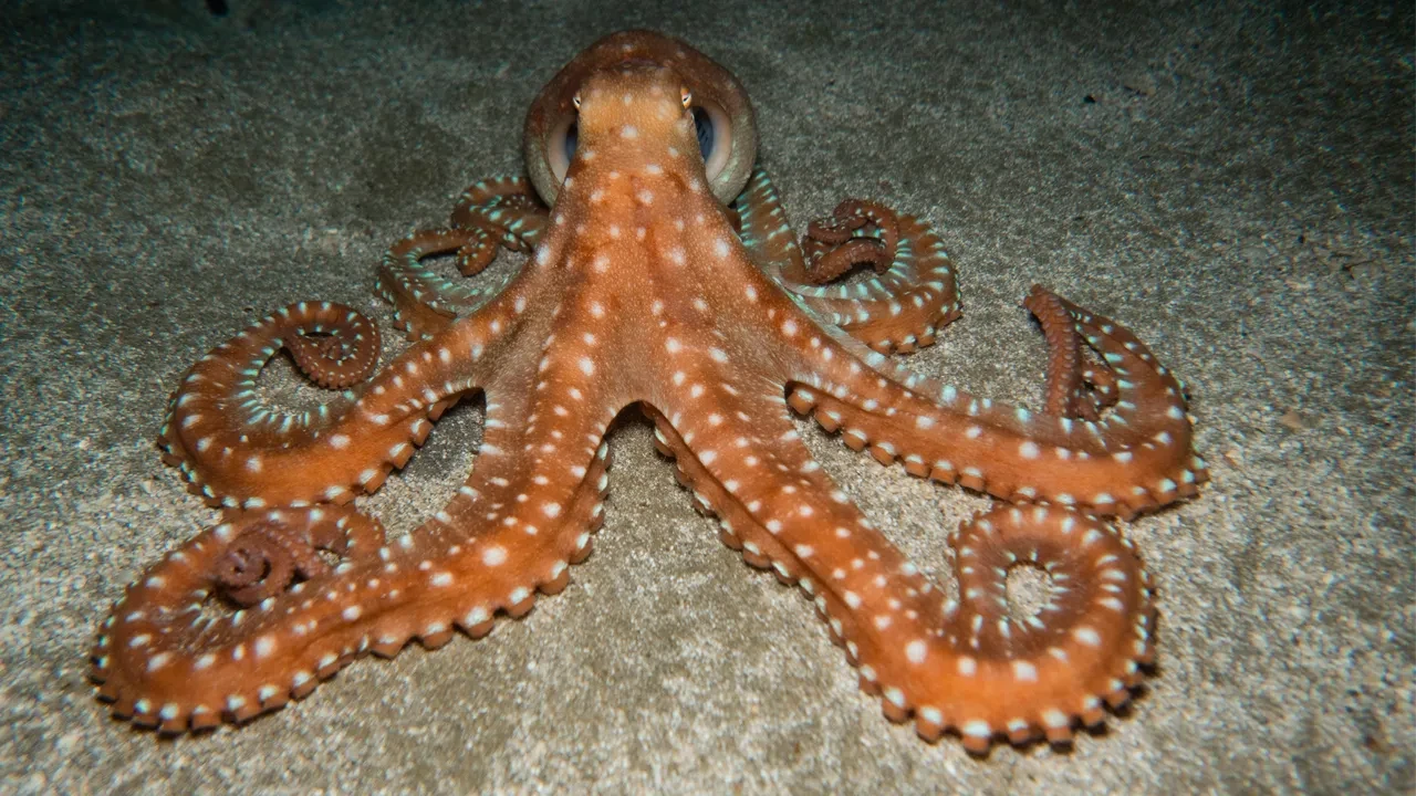 Ahtapotların 3 kalbi, muzların radyasyon yayması... Okudukça ufkunuzu iki katına çıkaracak dünyanın en ilginç bilgileri