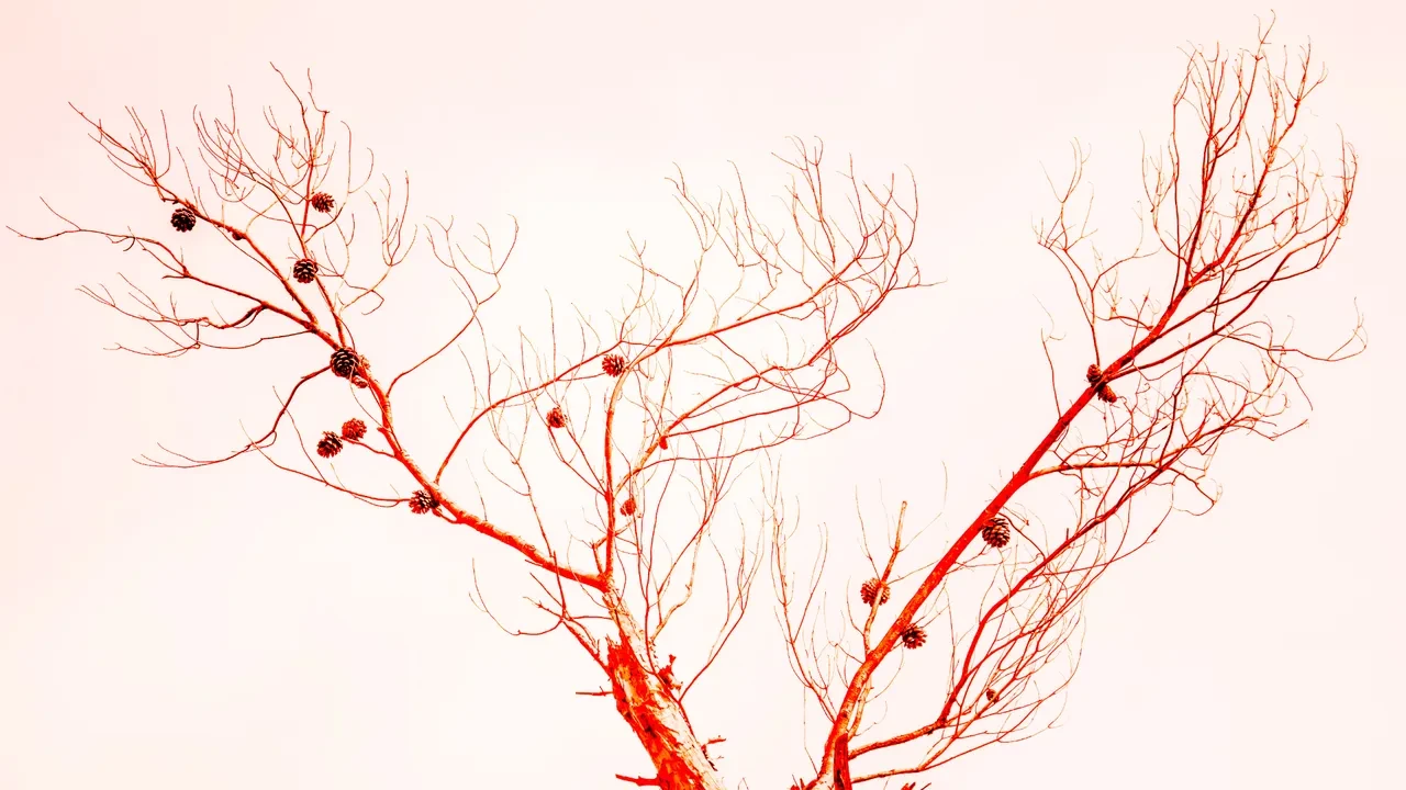 Ahtapotların 3 kalbi, muzların radyasyon yayması... Okudukça ufkunuzu iki katına çıkaracak dünyanın en ilginç bilgileri