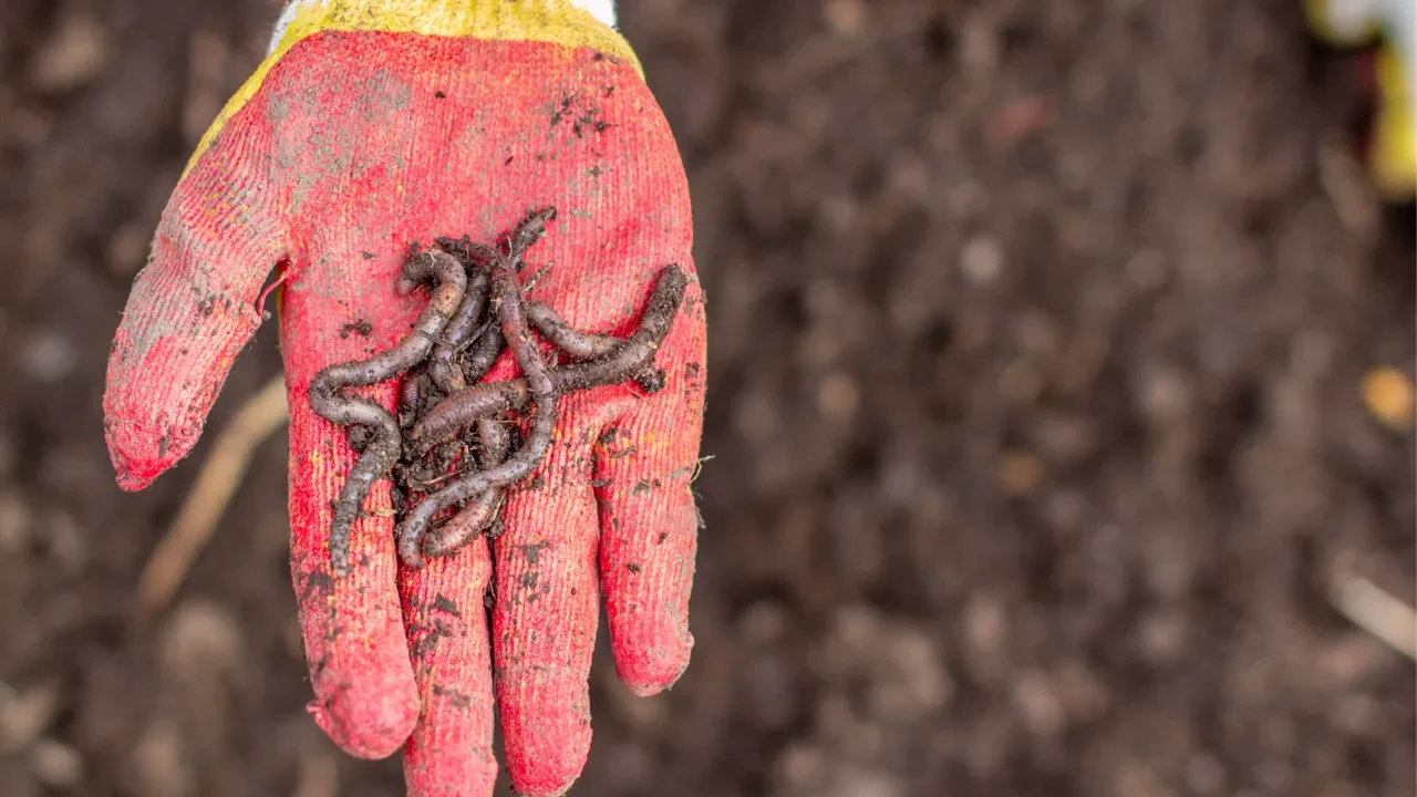 Dünyada böyle meslekler de varmış! Duyduğunuzda yok artık diyeceğiniz dünyanın en ilginç meslekleri