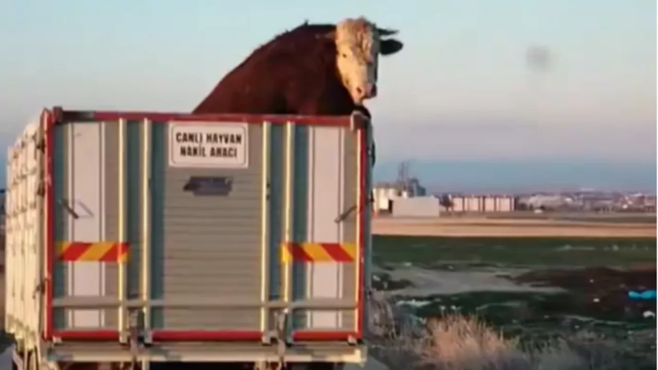 Dananın yolculuk keyfi gülümsetti: Etrafı izleyerek seyahat etti