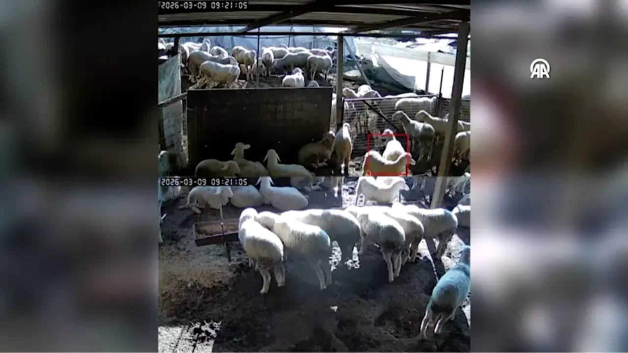Denizli'de korkutan deprem! Ahırdaki hayvanların kaçışma anı kamerada!