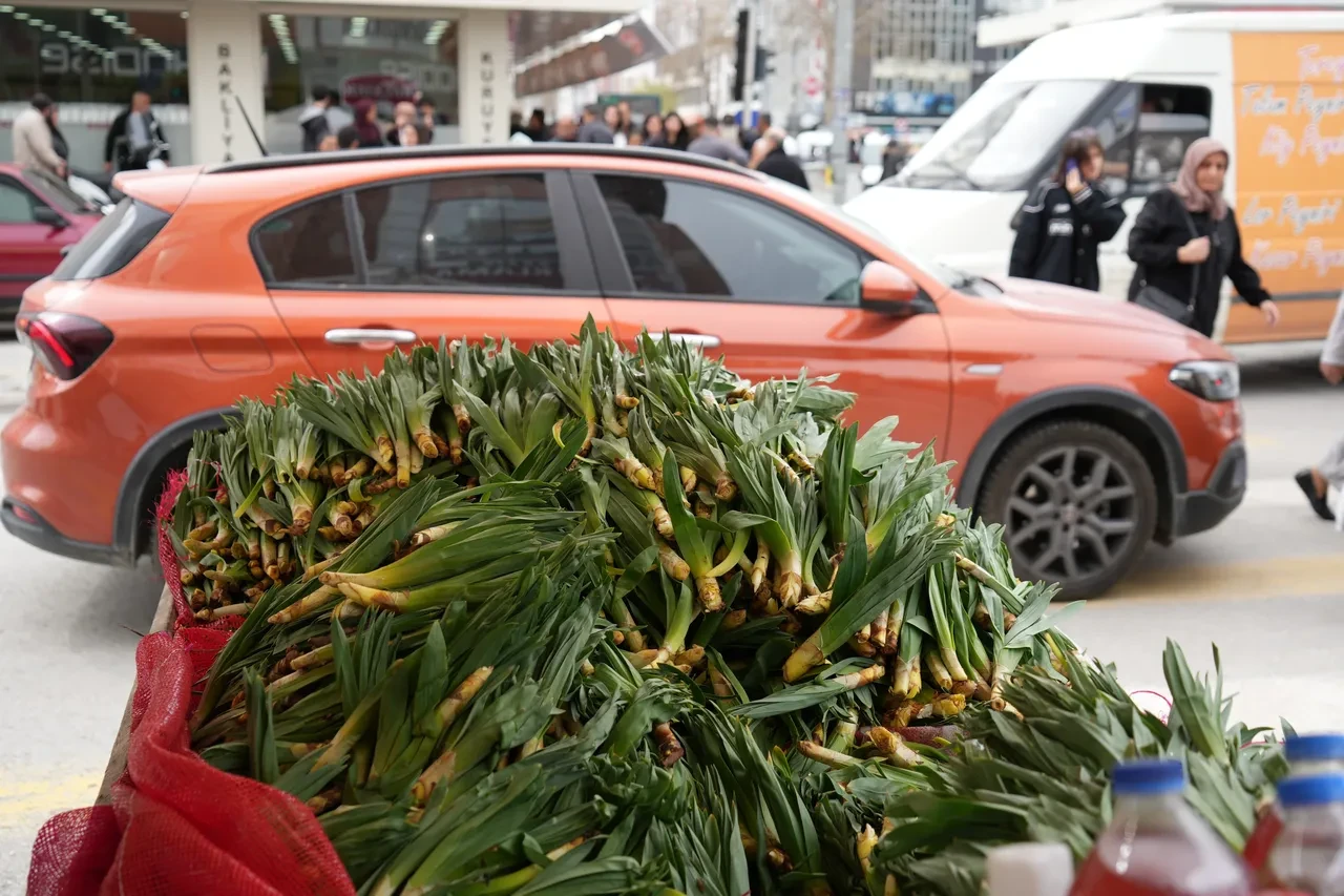 Karlar eridi çiriş otu göründü: Antibiyotik gibi her derde deva