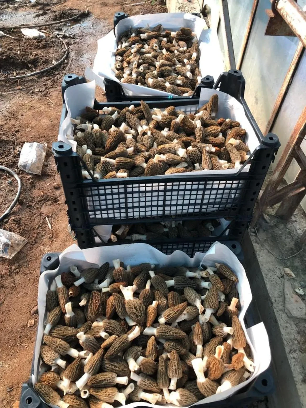 Laboratuvarda mantar üretti... İç piyasada kapış kapış gidiyor! 'Çok değerli çok ender bir ürün'