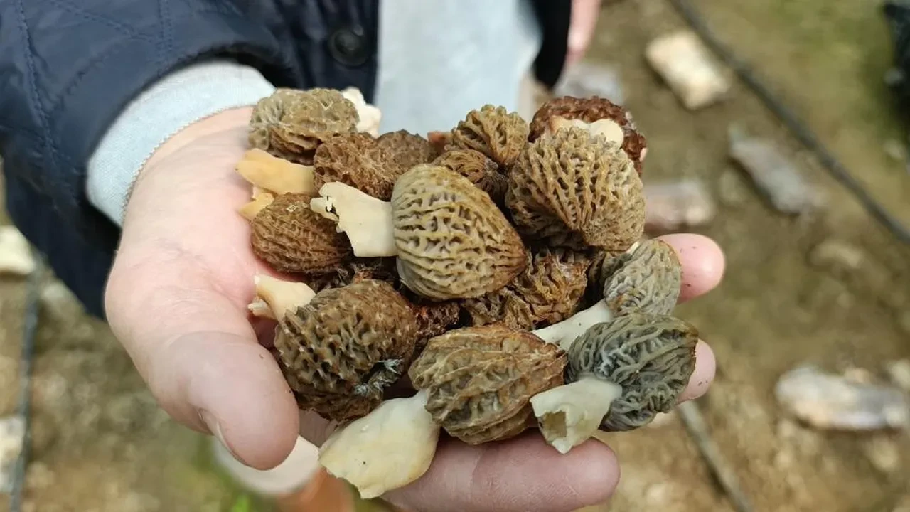 Laboratuvarda mantar üretti... İç piyasada kapış kapış gidiyor! 'Çok değerli çok ender bir ürün'