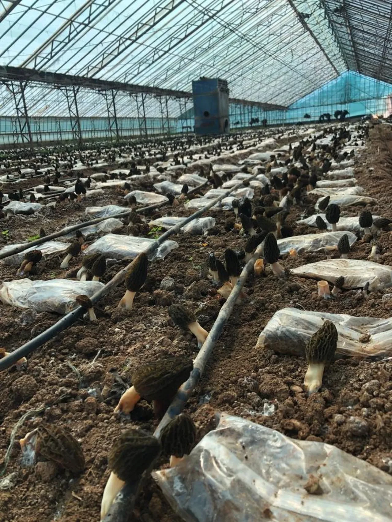 Laboratuvarda mantar üretti... İç piyasada kapış kapış gidiyor! 'Çok değerli çok ender bir ürün'
