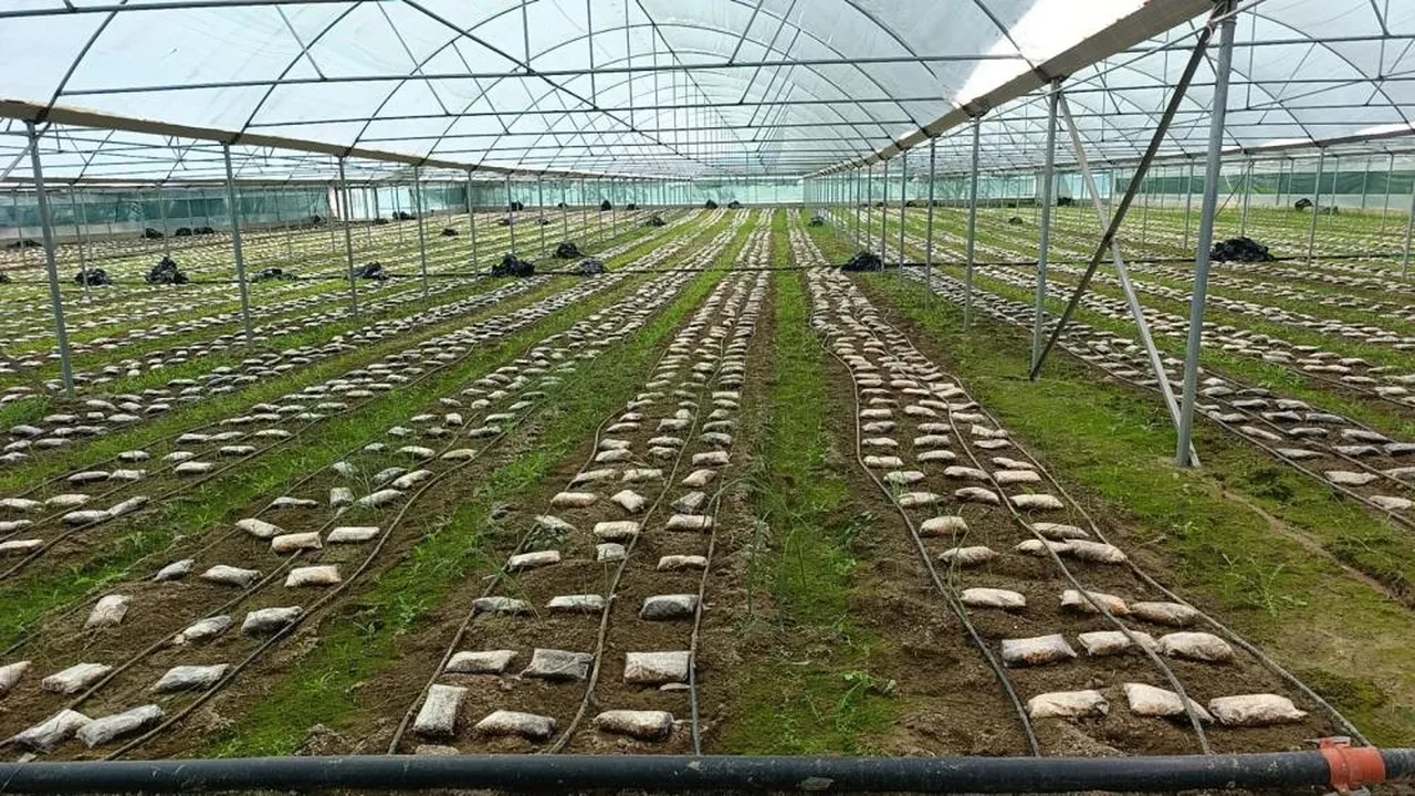 Laboratuvarda mantar üretti... İç piyasada kapış kapış gidiyor! 'Çok değerli çok ender bir ürün'