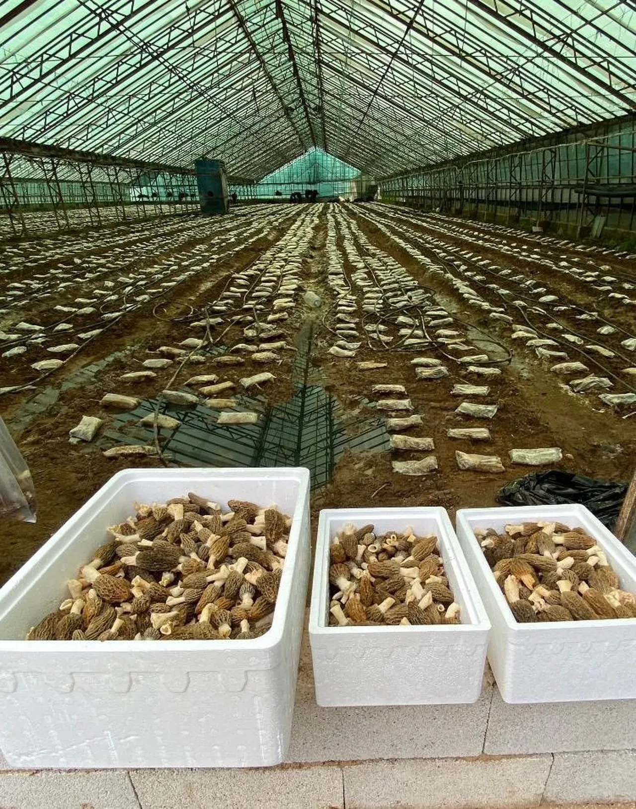 Laboratuvarda mantar üretti... İç piyasada kapış kapış gidiyor! 'Çok değerli çok ender bir ürün'