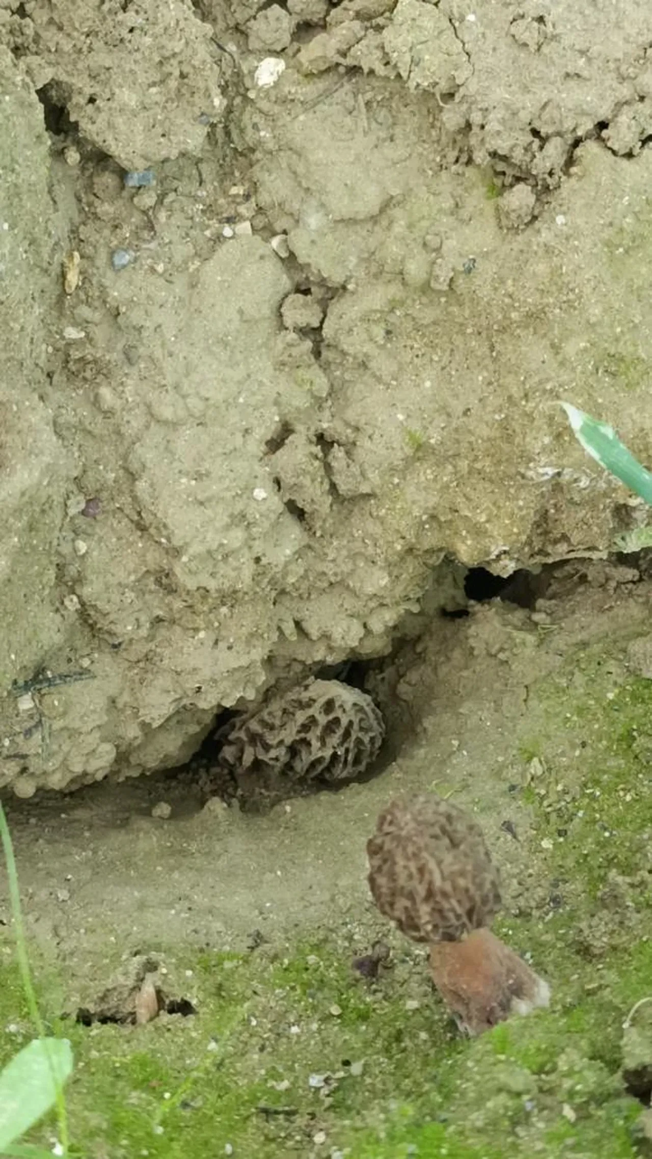 Laboratuvarda mantar üretti... İç piyasada kapış kapış gidiyor! 'Çok değerli çok ender bir ürün'