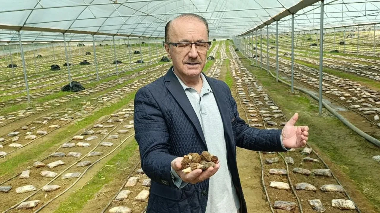 Laboratuvarda mantar üretti... İç piyasada kapış kapış gidiyor! 'Çok değerli çok ender bir ürün'