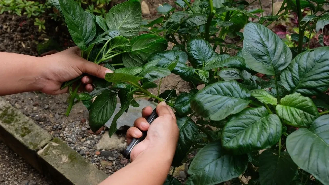 Son zamanların en çok konuşulan besini: Amarant nedir, faydaları neler?