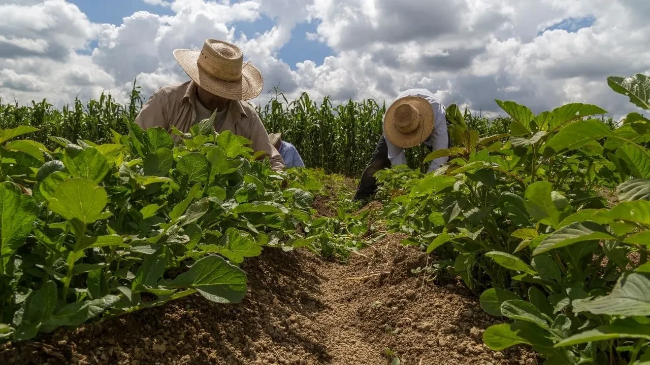 Son zamanların en çok konuşulan besini: Amarant nedir, faydaları neler?