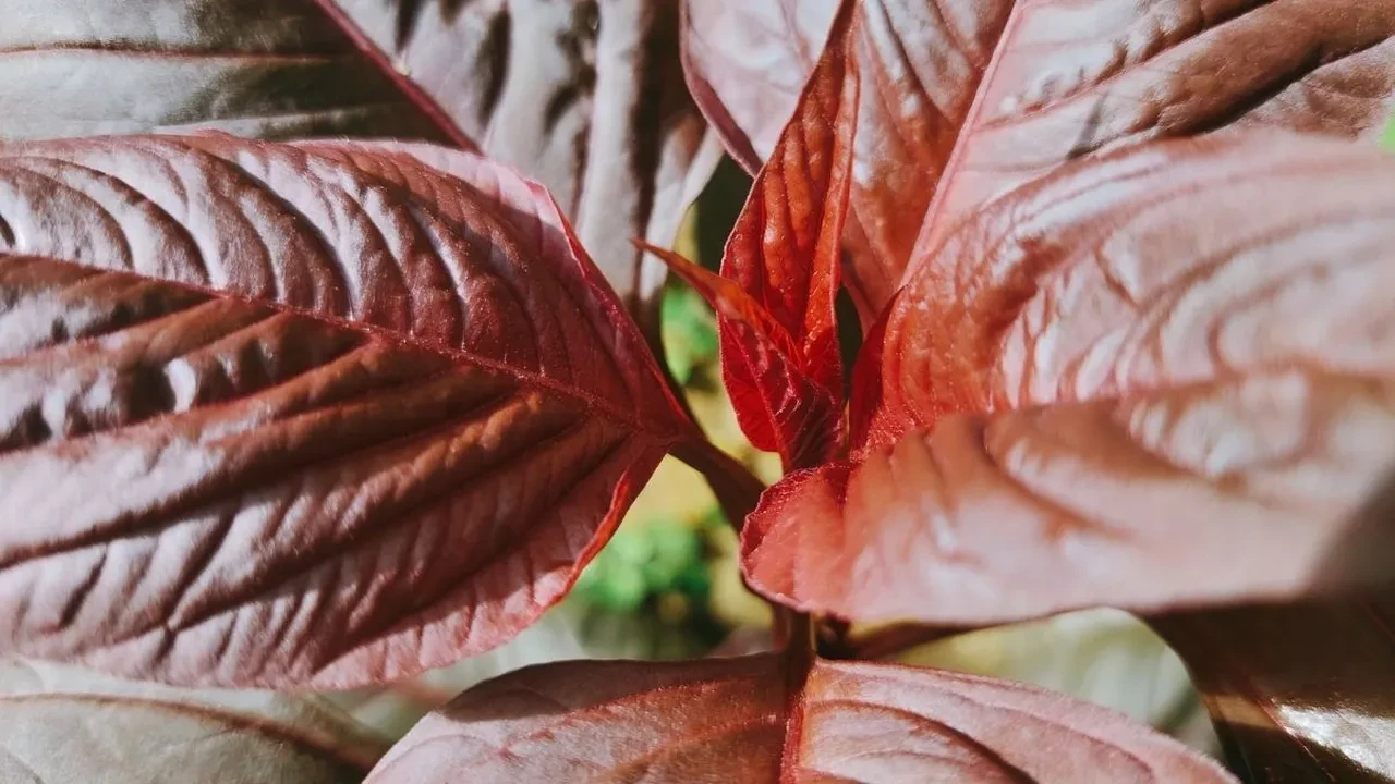 Son zamanların en çok konuşulan besini: Amarant nedir, faydaları neler?