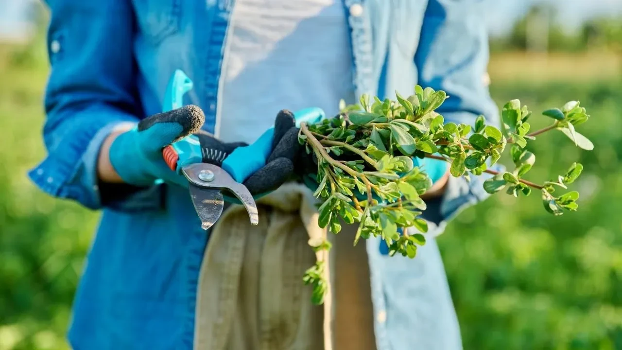 Son zamanların en çok konuşulan besini: Amarant nedir, faydaları neler?