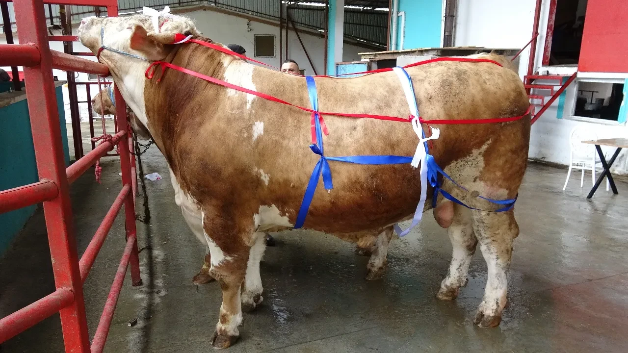 Dev tosunu alana umre hediye! Tonluk kurbanlıklar satışa çıktı