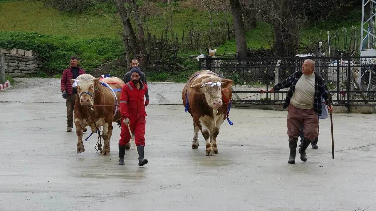 Dev tosunu alana umre hediye! Tonluk kurbanlıklar satışa çıktı