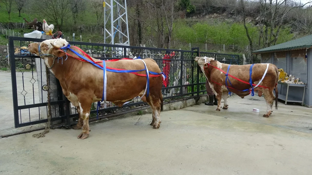 Dev tosunu alana umre hediye! Tonluk kurbanlıklar satışa çıktı