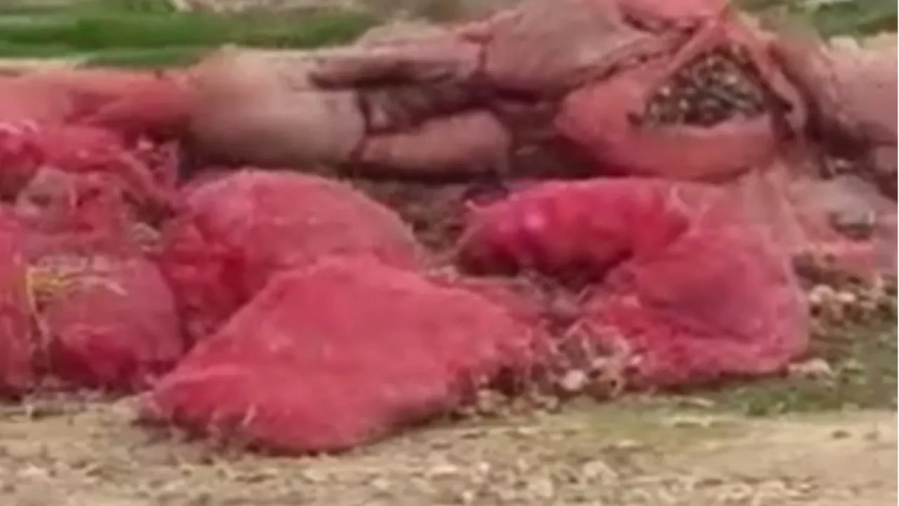 Tonlarca soğanı boş araziye attılar: Ticaret Bakanlığı çalışma başlattı