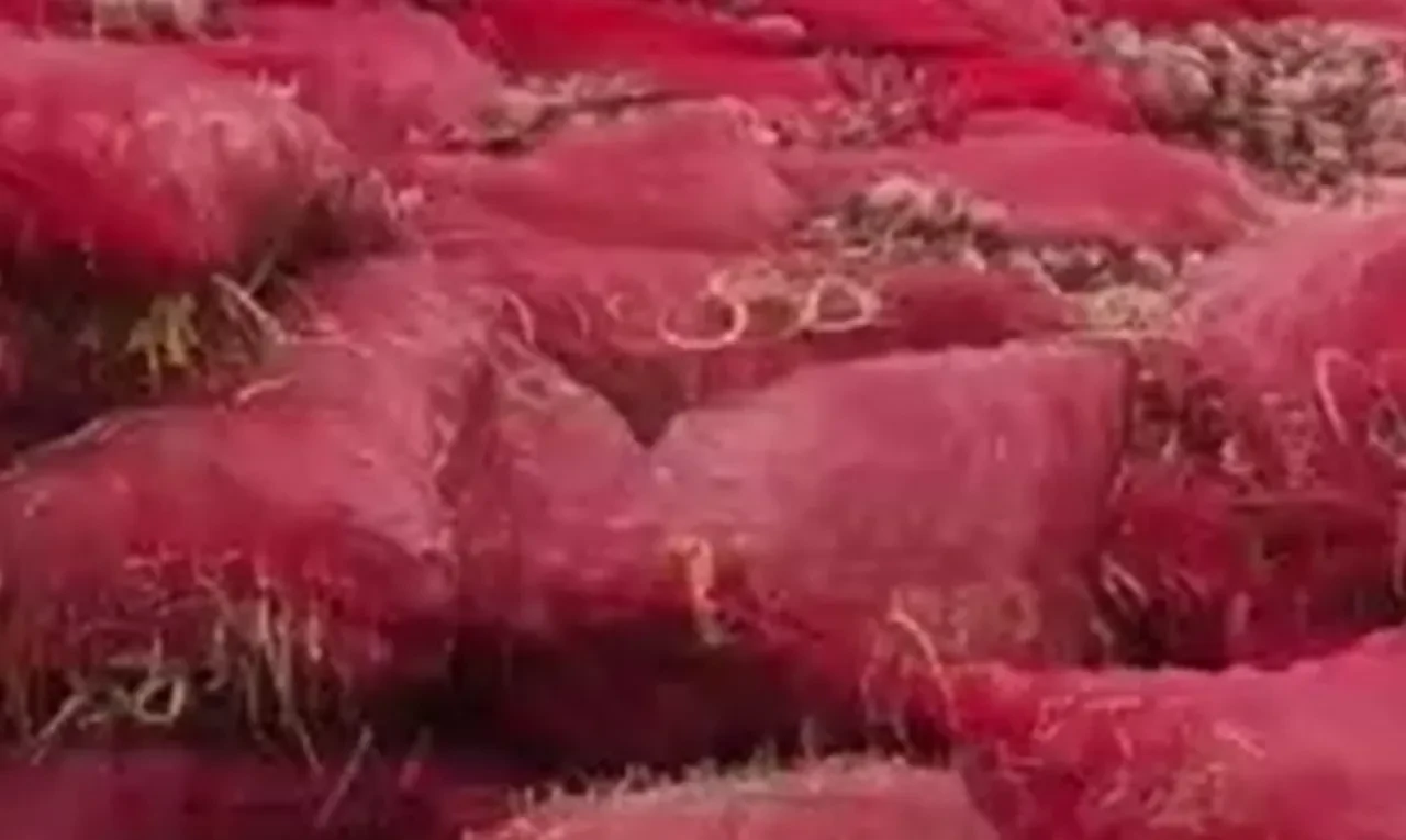 Tonlarca soğanı boş araziye attılar: Ticaret Bakanlığı çalışma başlattı